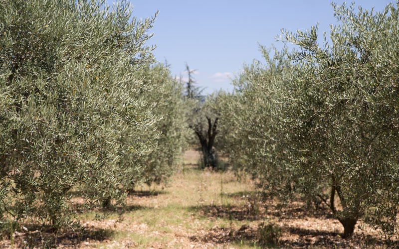 qué debes saber si quieres comprar una finca