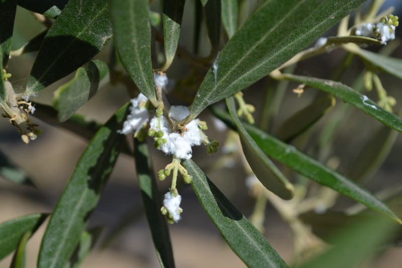 algodoncillo del olivar